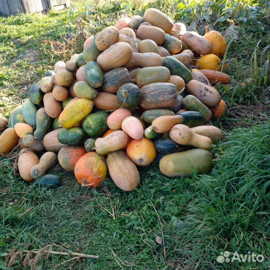 Тыква едовая,кормовая