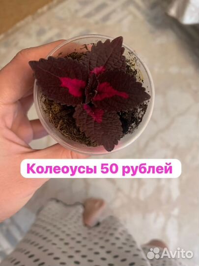 Колеусы