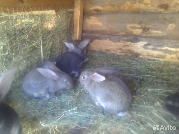 Крольчата Серый великан, вакцинированы от 2мес