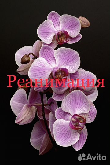 Орхидея реанимация