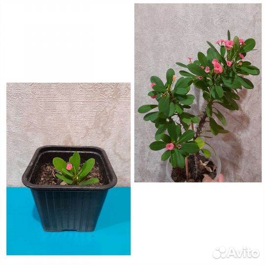 Кактус эхиносис, молочай, маммилярия, дерево любви