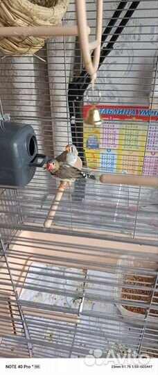 Зебровые амадины