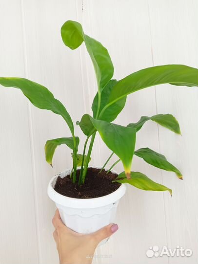 Спатифиллум в кашпо