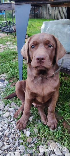 Лабрадор щенок