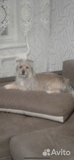 Маленькая собачка в добрые руки