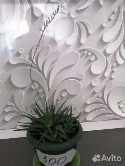 Сансевиерия, хавортия, зефирантес