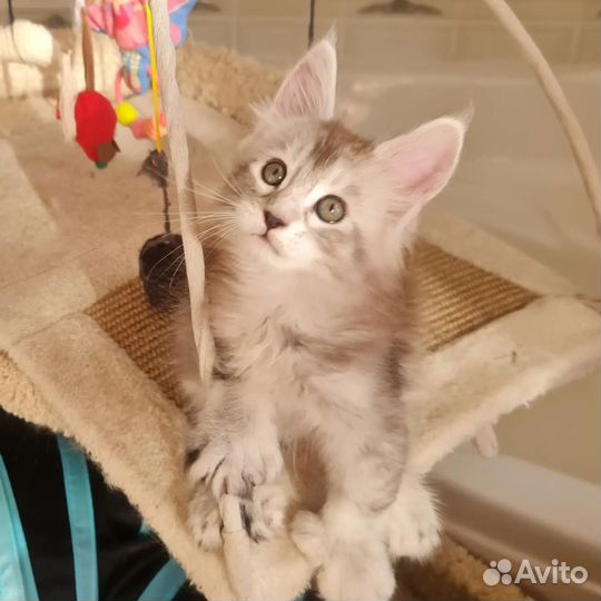 Котенок мальчик мейнкун плидакт 77х66