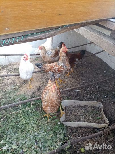 Куры петухи