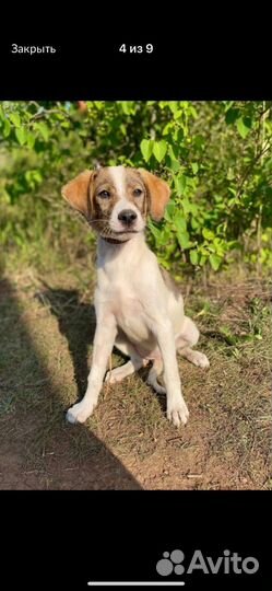 Изумительные щенки в добрые руки