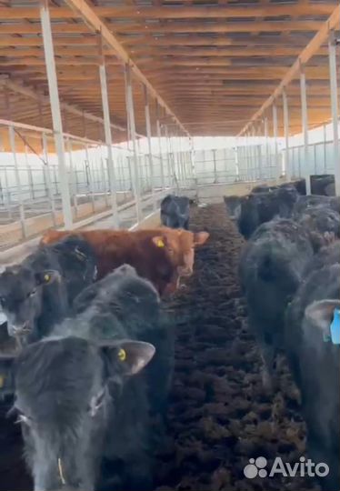 Бычки на откорм возрасте 8-10 мес