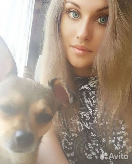 Передержка домашних животных