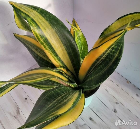Сансевиерия Футура вариегатная