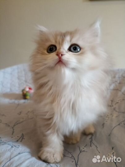 Персидская кошечка