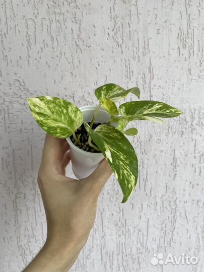 Эпипремнум золотистый