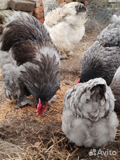 Яйцо куринное, инкубационное