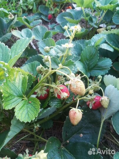 Рассада клубники