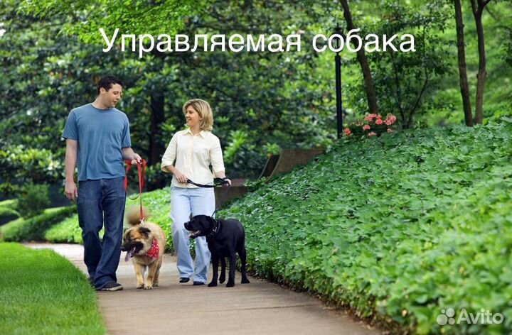 Дрессировка собак. Передержка собак и кошек