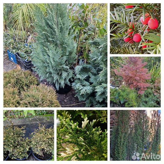 Кедр, тис ягодный, эвкалипт,туя,можжевельник