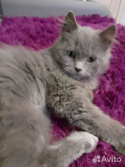 Котенок в дар мальчик