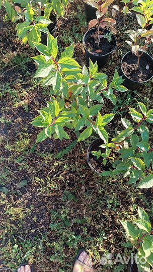 Гортензия метельчатая ванила фрайз