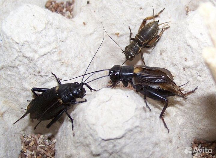 Кормовые насекомые/Зофобас/Тараканы/Сверчки