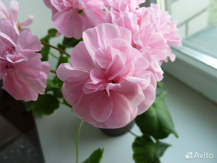 Срез сортовых пеларгоний