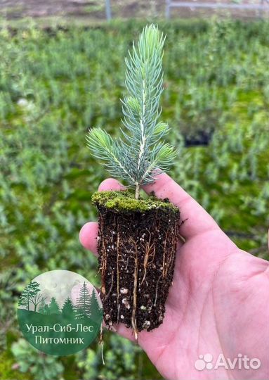 Сеянцы зкс Сосна окс Ель Лиственница Горная