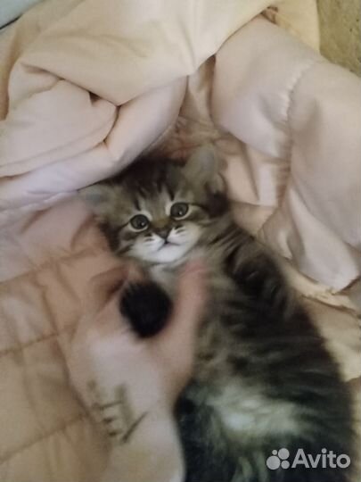 Котенок девочка