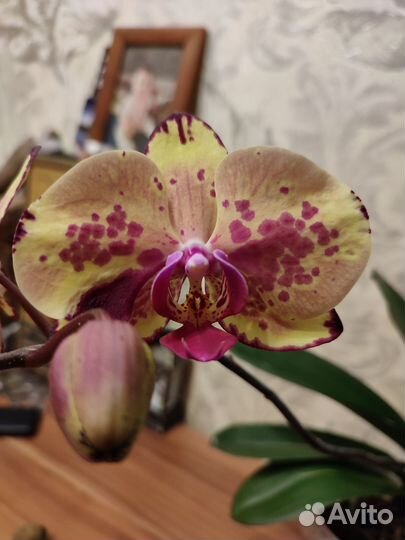 Орхидея Ark's Happy Magician