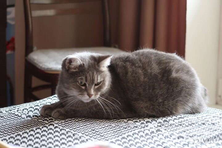 Гостиница для животных