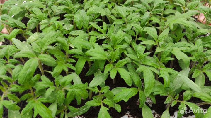 Рассада помидор