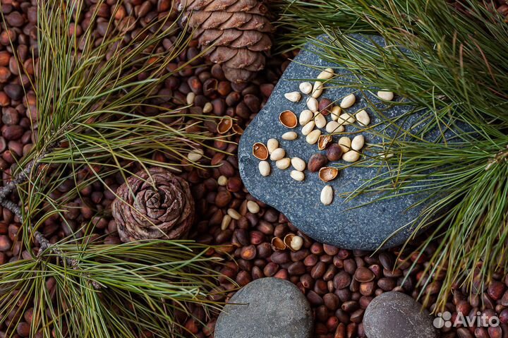 Кедровый орех Нижнеудинский