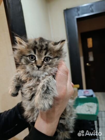 Котенок в добрые руки