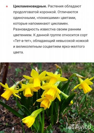 Жёлтые нарциссы трубчатые