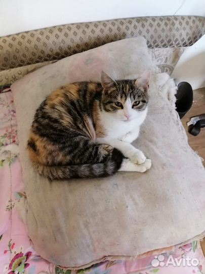 Кошечка в добрые руки