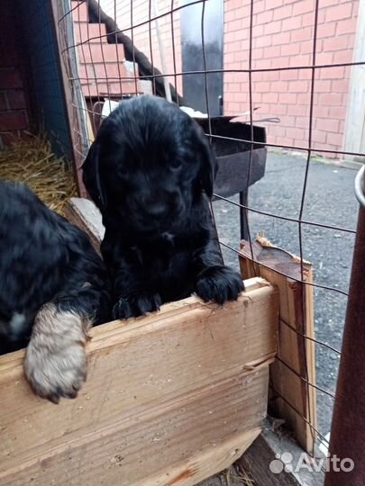 Щенки спаниеля