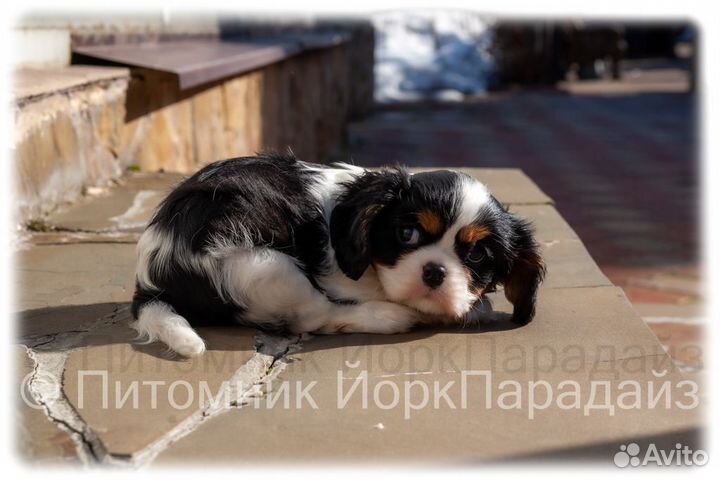 Щенки кавалер кинг чарльз спаниель