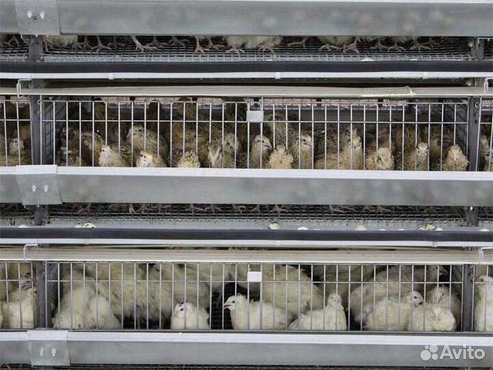 Инкубационное яйцо перепелов