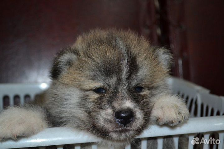 Акита ину щенки