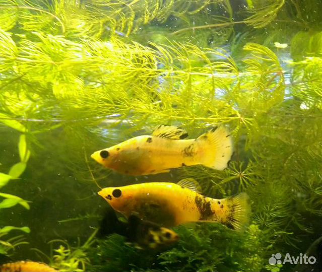 Аквариумные рыбки