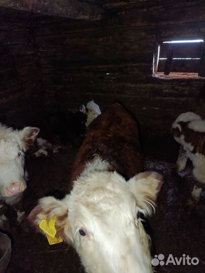 Телки казахские белоголовые