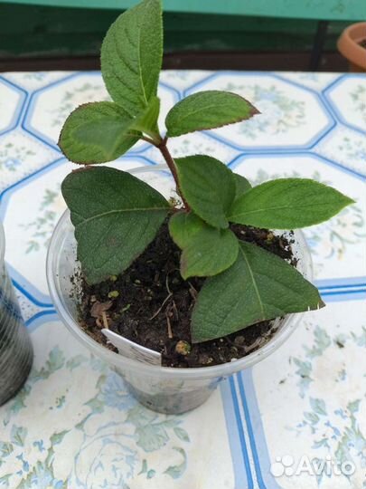 Гортензии Самарская лидия, Ванила фрейз