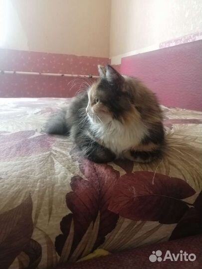 Кошка в дар бесплатно в добрые руки