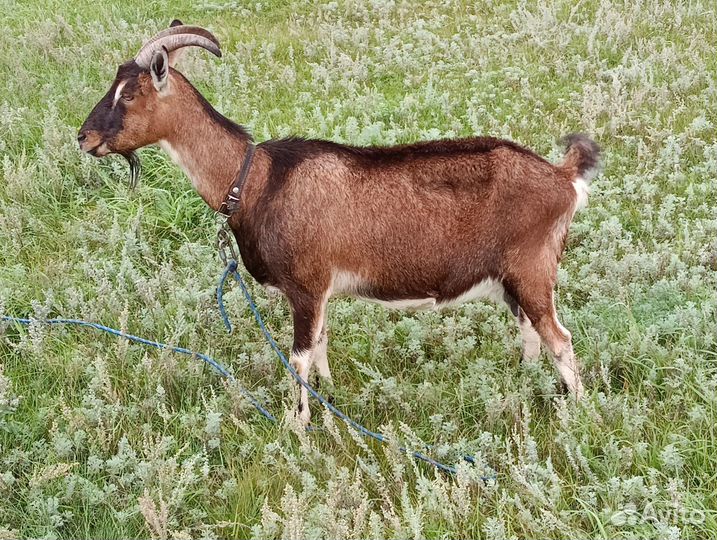 Коза дойная