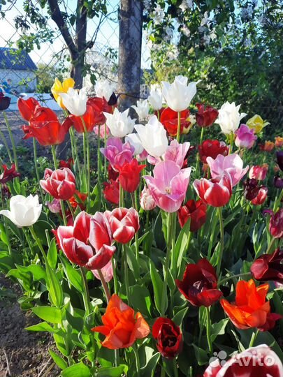 Луковицы тюльпанов