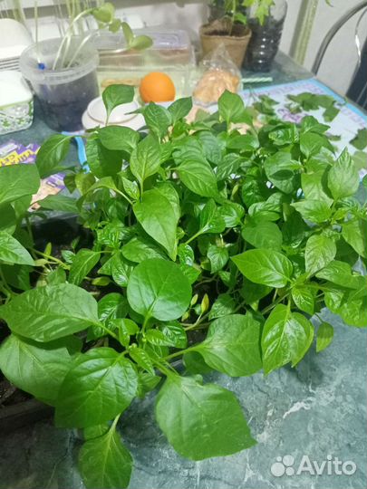 Рассада перцев