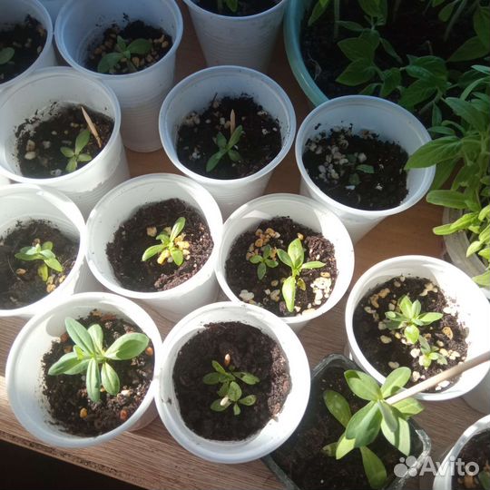 Рассада эустомы