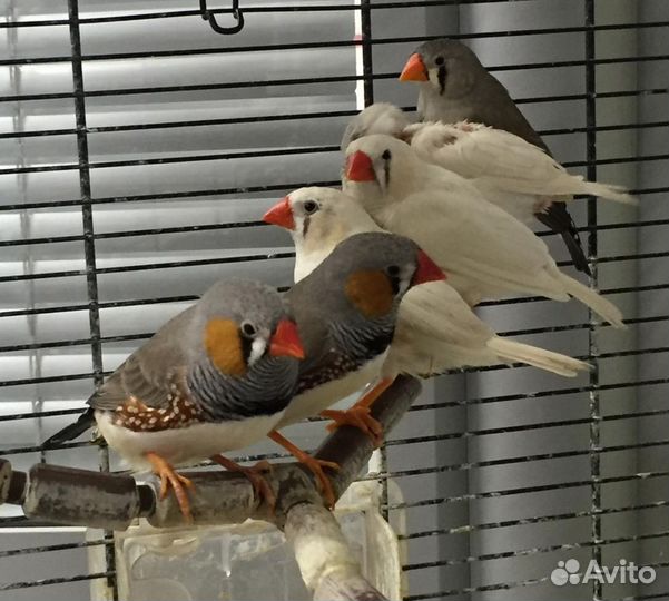 Зебровые амадины