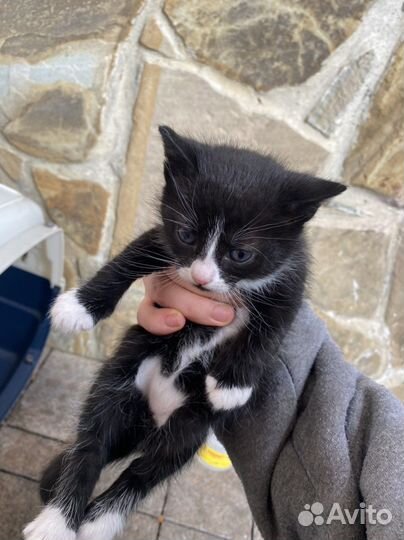 Котенок в добрые руки