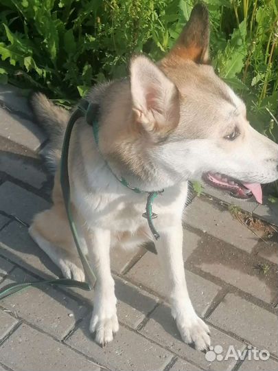 Собака в добрые руки отдам бесплатно